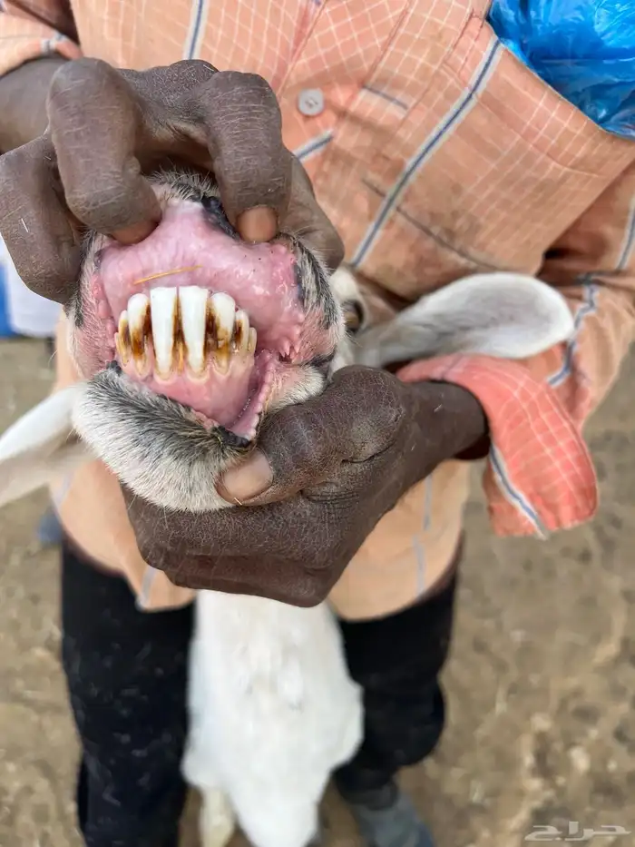 حريات وليد ودفيع 14