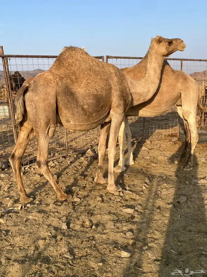 لقحات نياق مراح واحد وسم واحد ملاقي الحد من6800 3