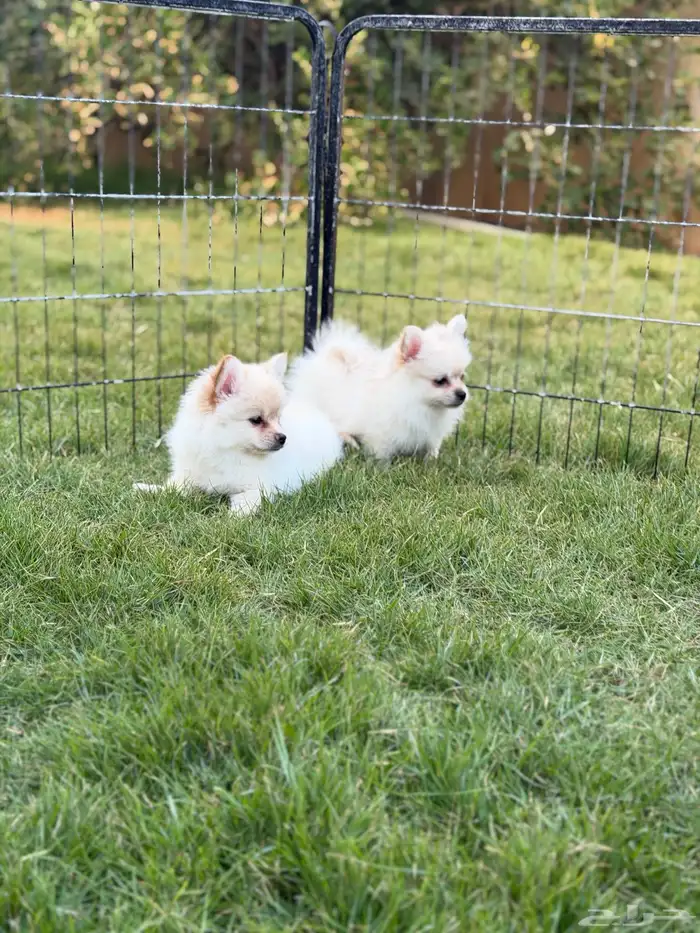 جراء بومرينيان سبيتز 4