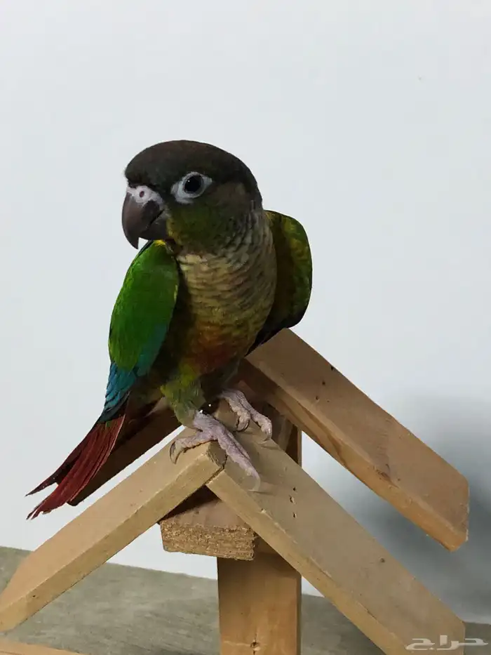 فرخين كنيور 11