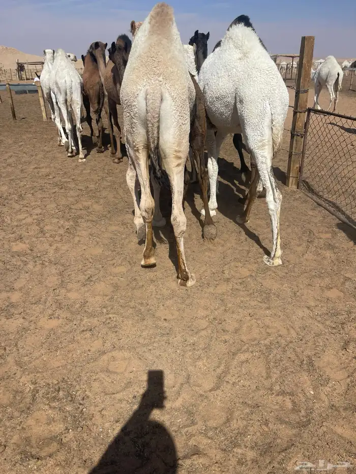 قعدان للمناسبات كفو التواصل خاص 0