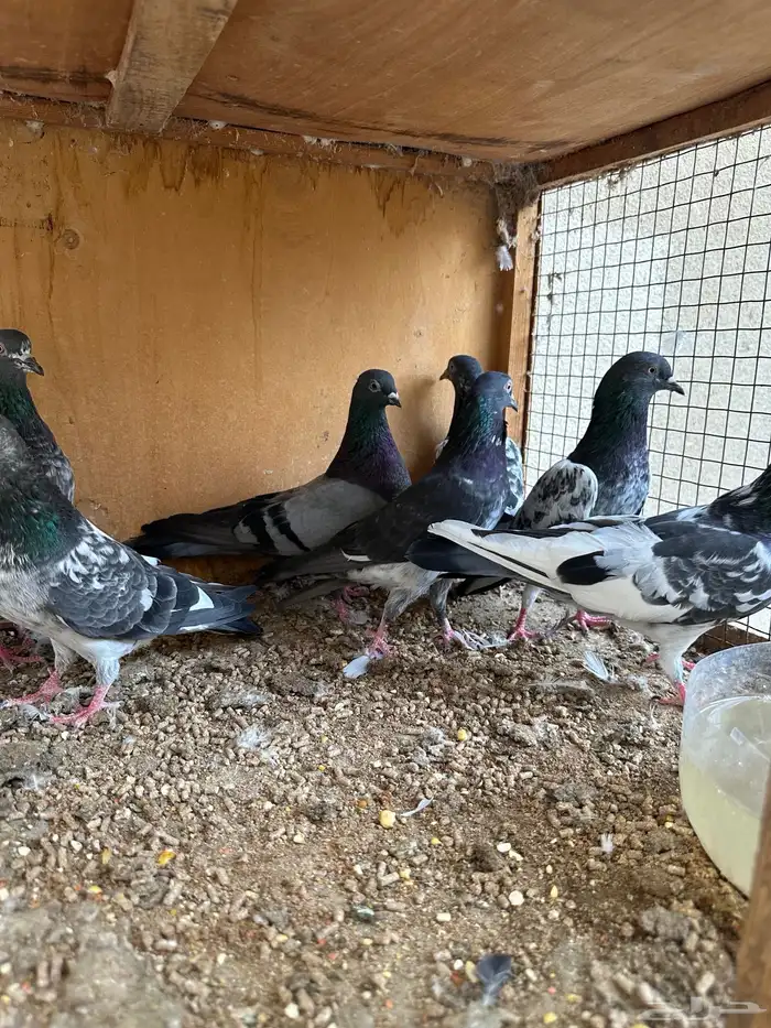 حمام باكستاني 3