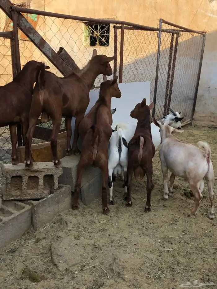 تيوس نظيفه مشروطه من كل عذروب 6