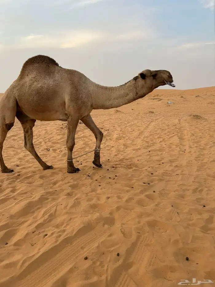 للبيع قعود اشعل على غرنوق منتج 16