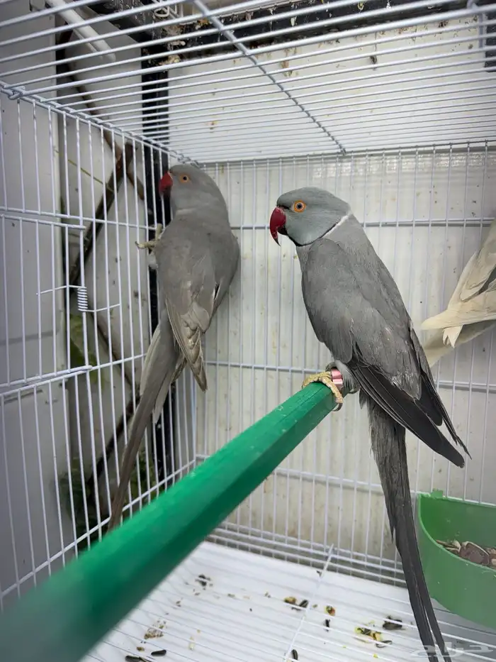 دره هولندي 4