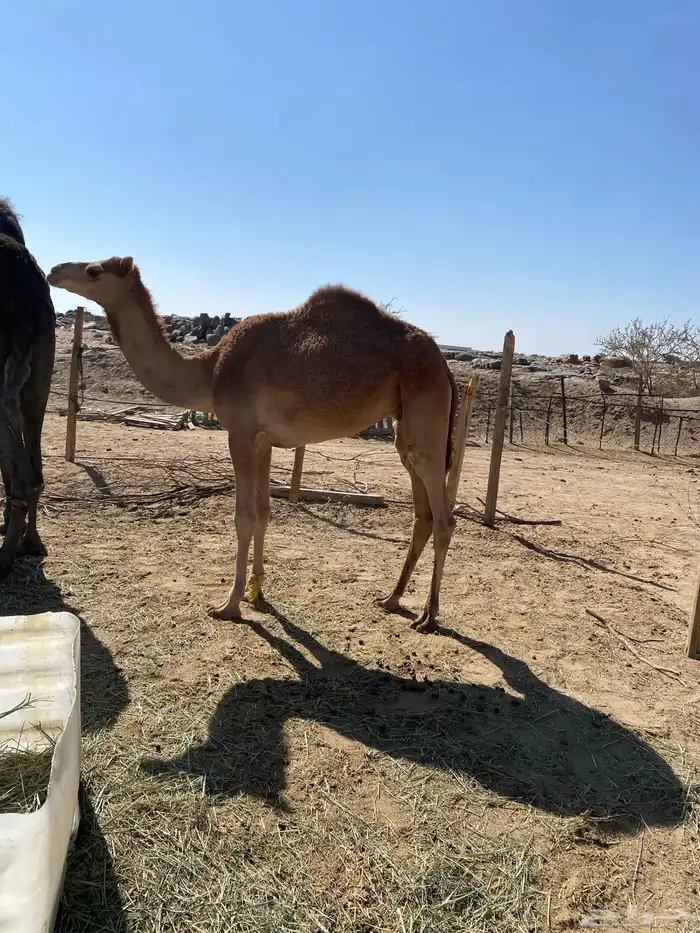 ما شاء الله تبارك الله قعود 2