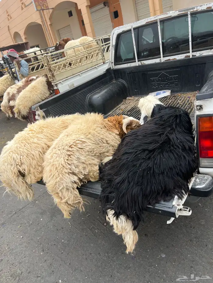 فايز الشمري الذبايح 1