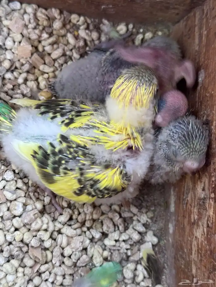 أجواز بادجي هولندي((( بفروخها ))) 7