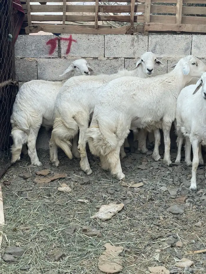 خرفان مناسبات ومبادي فوق الكفوو 0