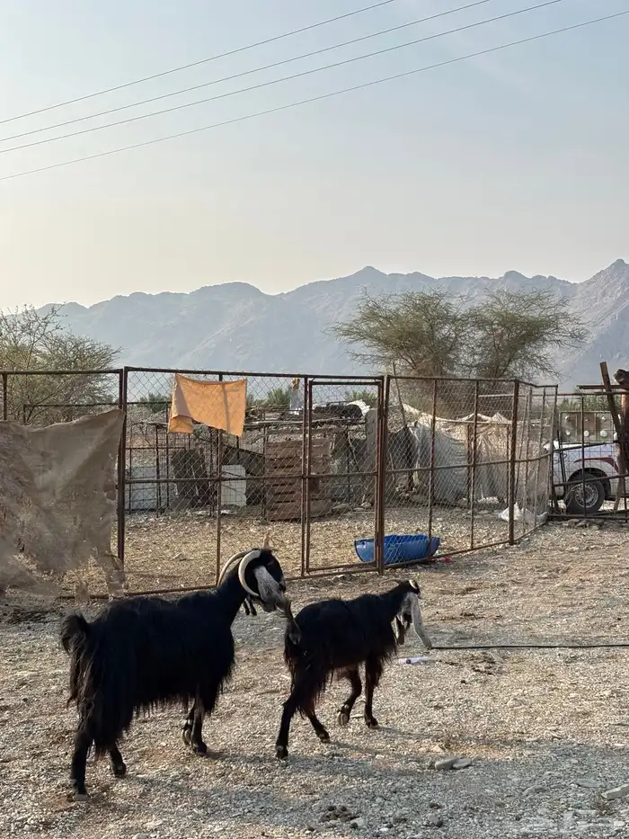 معزا عوارض 0