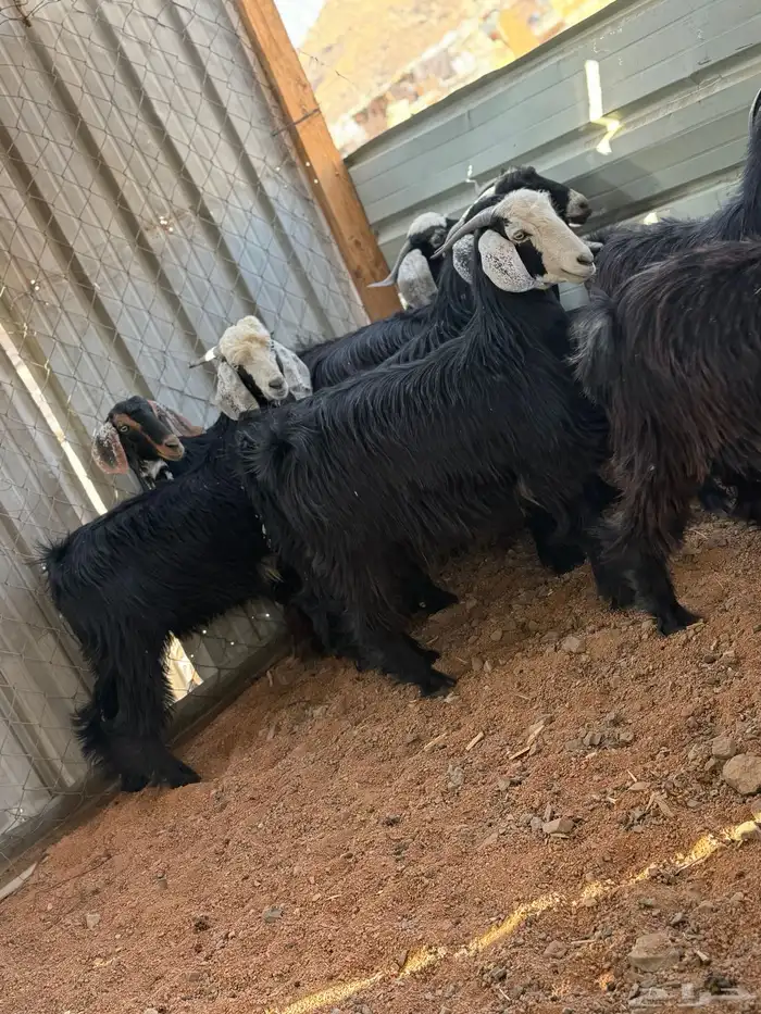 تيوس ذبائح 0