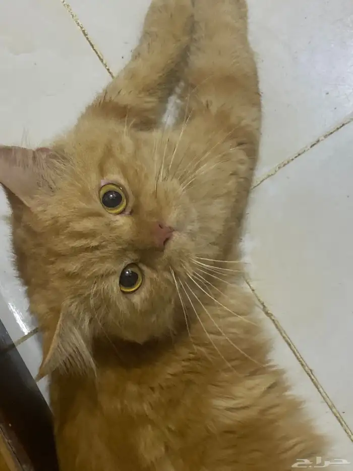 قط ذكر تبني 0