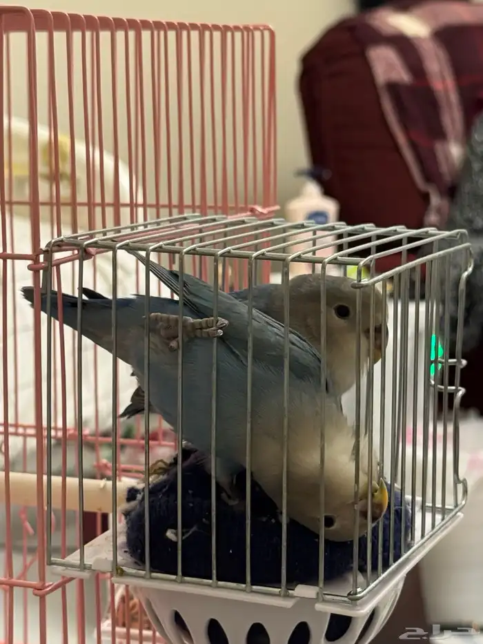 طيرين الروز هدد للبيع 10