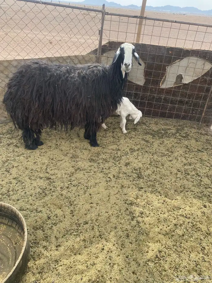 نجديه والد للبيع 4