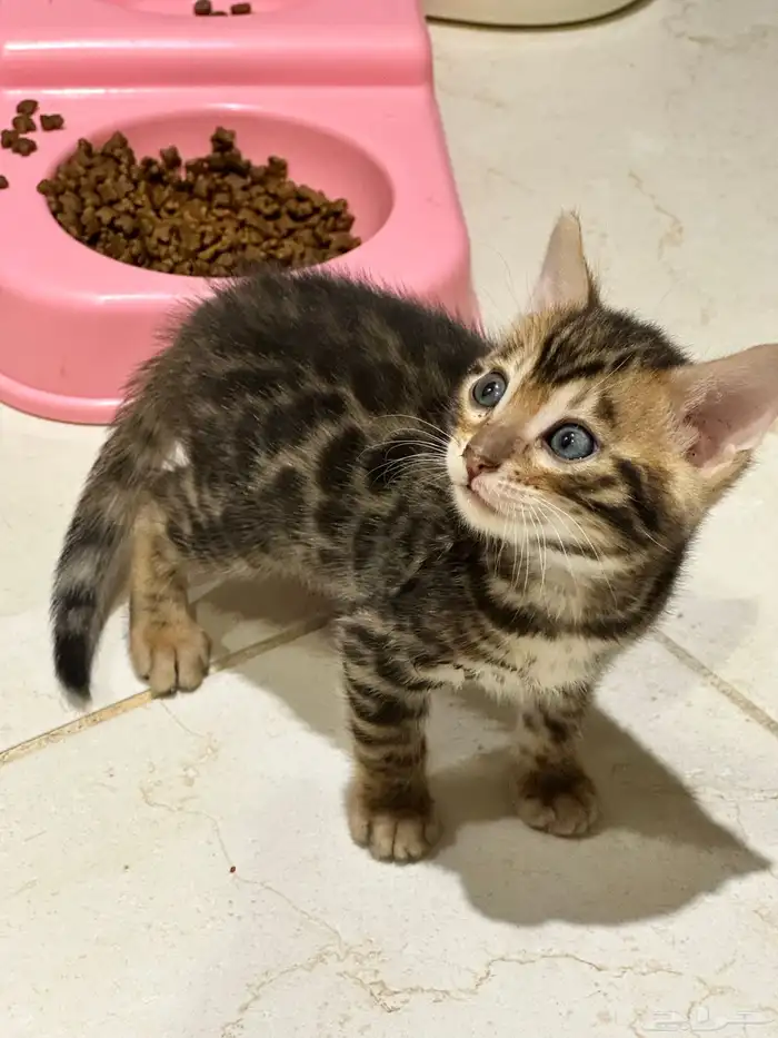 قطط بنغال للبيع جاهزين للاستلام مستويات قوية جدا 4