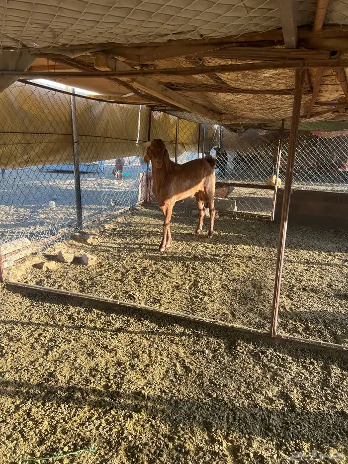 فحل رباع ادهم 6