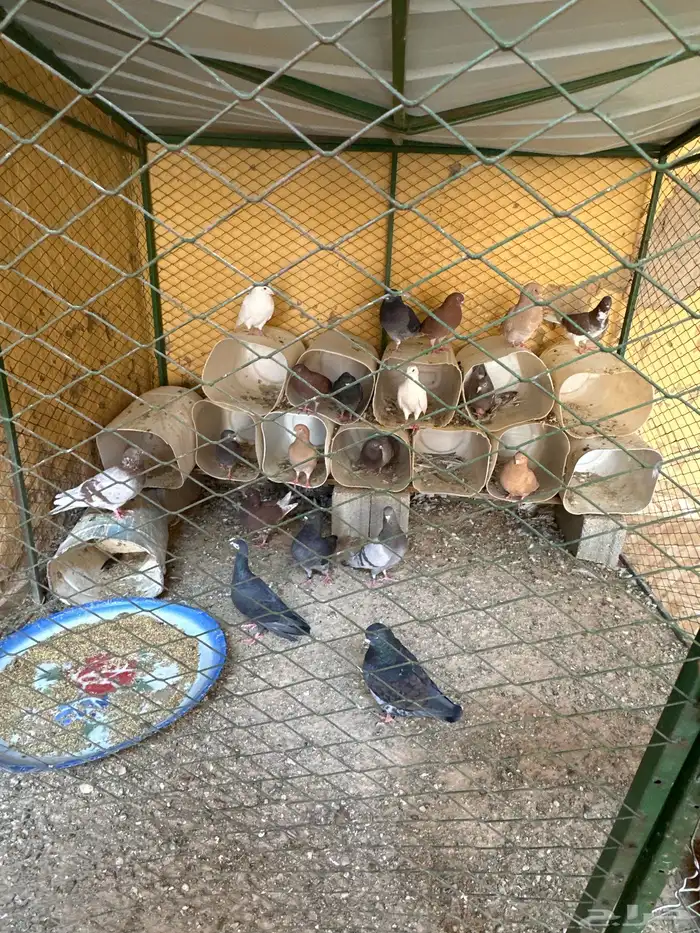 حمام للبيع 1