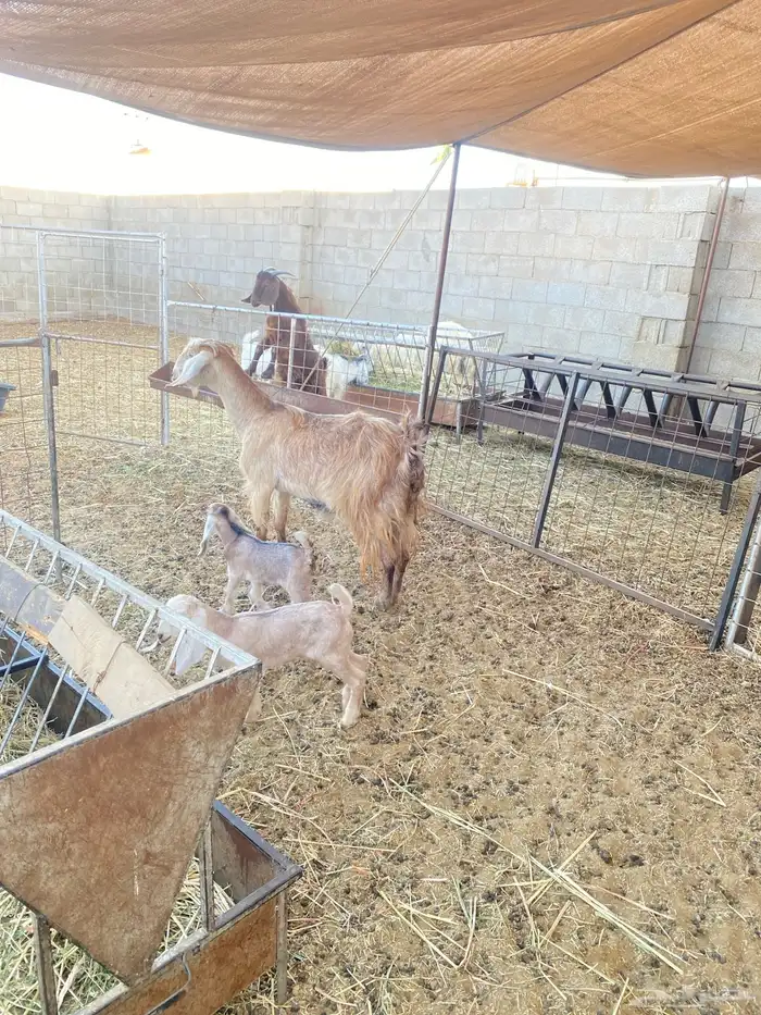 عنزوالد تحتها تيس وجفاره 0