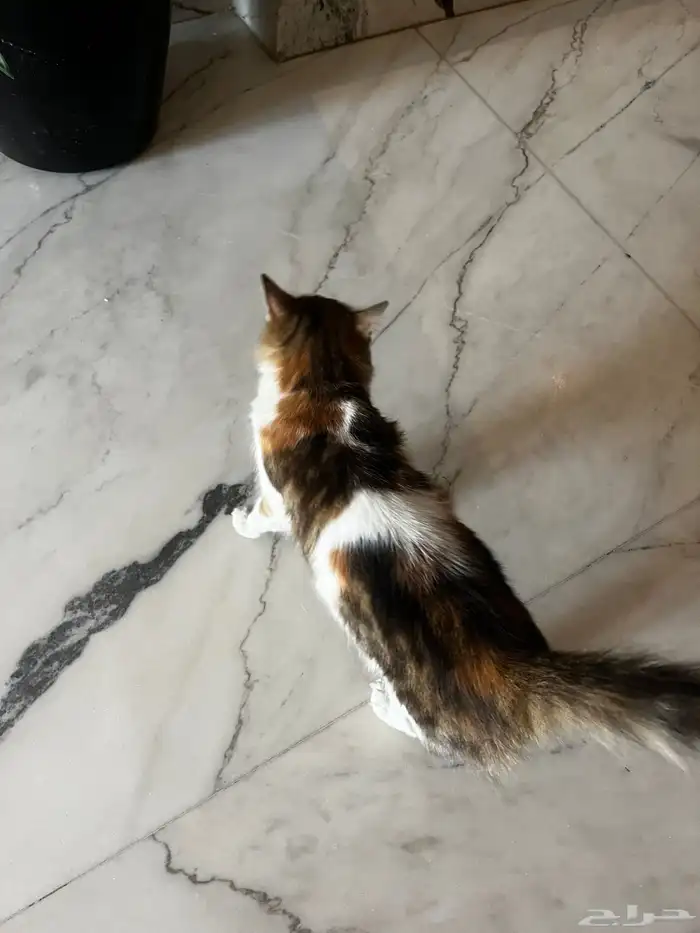 قط شيرازي ضايع او للتبني في العارض 1