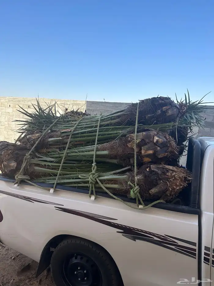 نخل مثمر للبيع مع الزراعه بالموقع 0