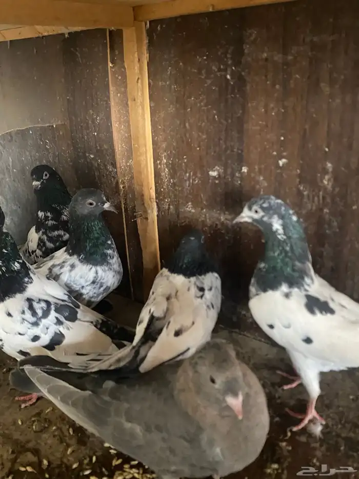 حمام باكستاني 4