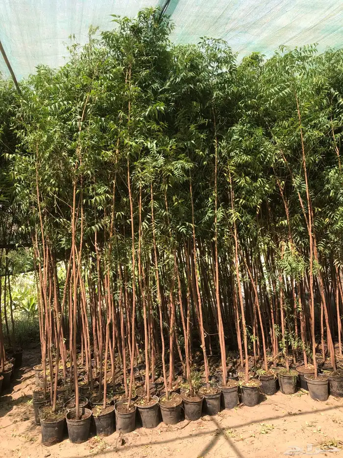 نخيل ملوكي نخيل جوز الهند نارجيل نخيل واشنطني 10