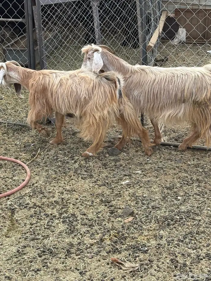 معزا مصريات دفيع 1