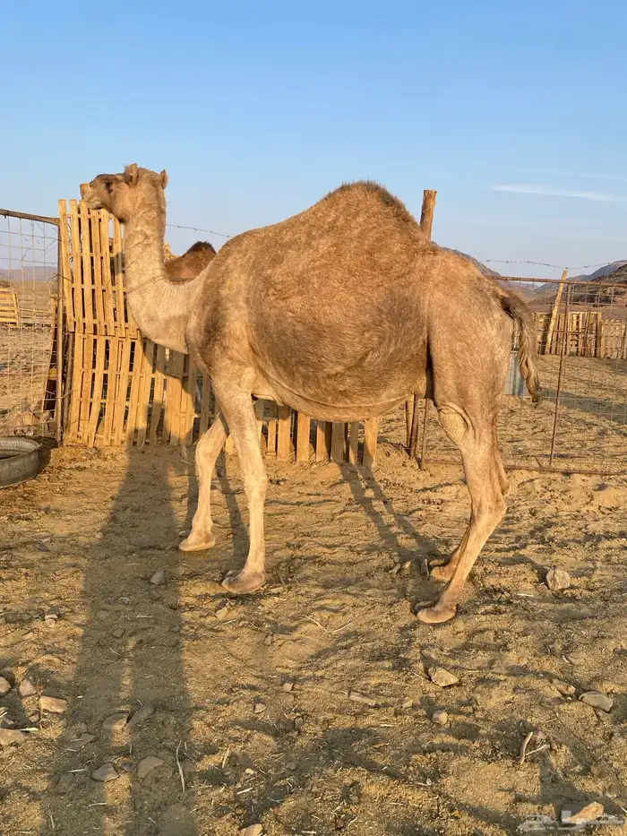 لقحات نياق مراح واحد وسم واحد ملاقي الحد من6800 4