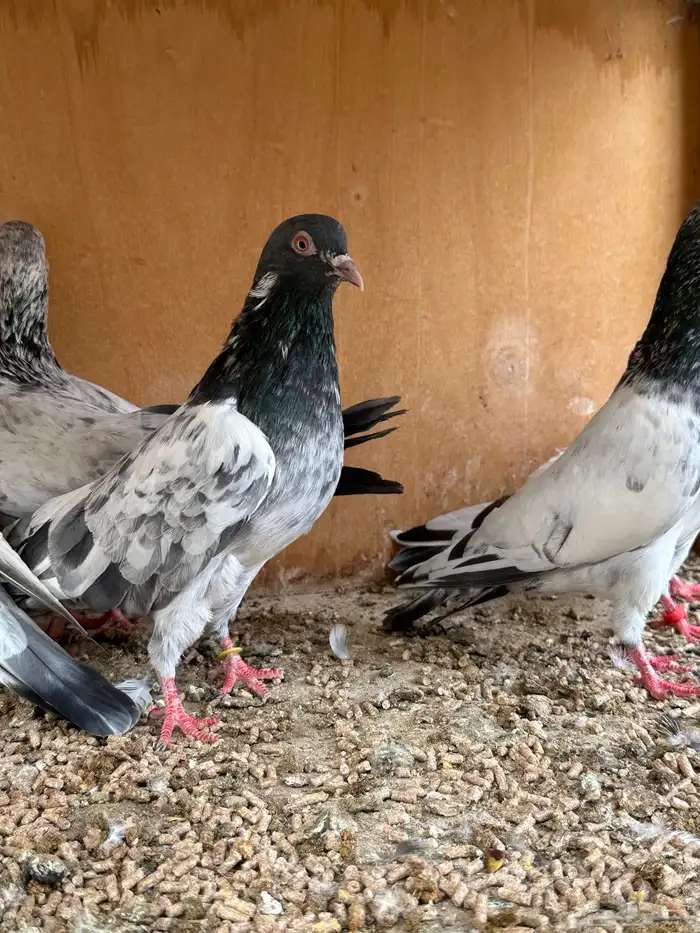 حمام باكستاني 21