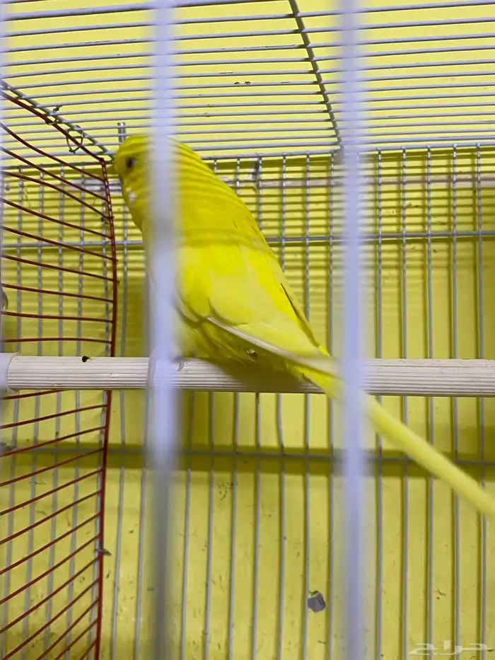 للبيع حب أنثى مخلوطه إنجليزي مع هولندي السعر 30 0