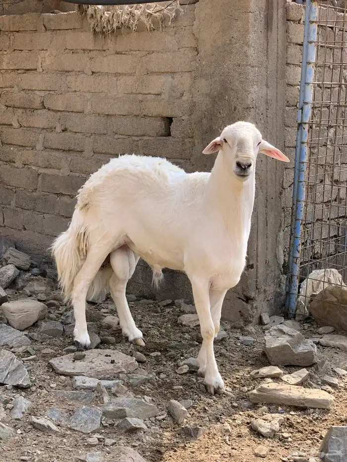 فحل حري مشروط 2