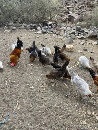 دجاج للبيع index