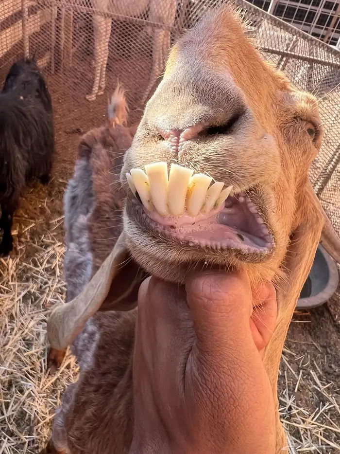 عنز تحتها توم طيبه 2