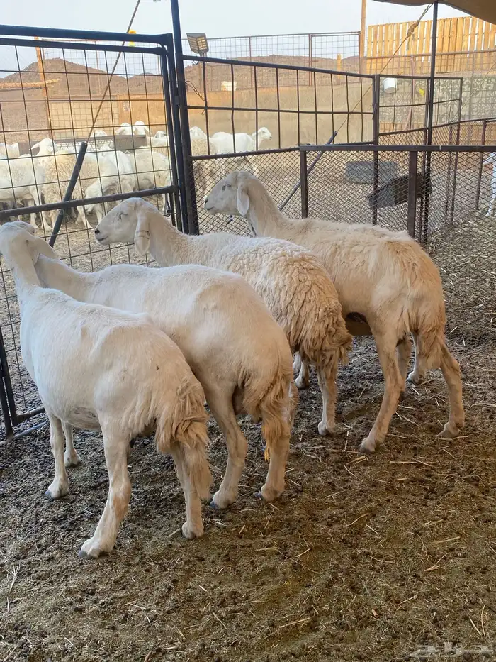 ضان مضاريع 0