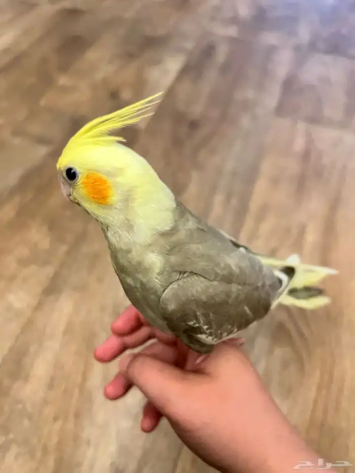 عصفور الكروان اثنين واحد ابيض والثاني رمادي ومع اكل 4