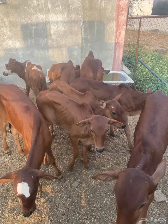 حسلان دهم بلدي 0