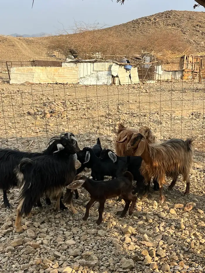 معزا مولده 3