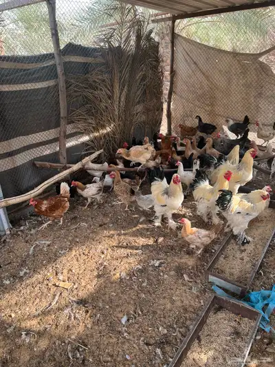 للبيع دجاج مشكل index