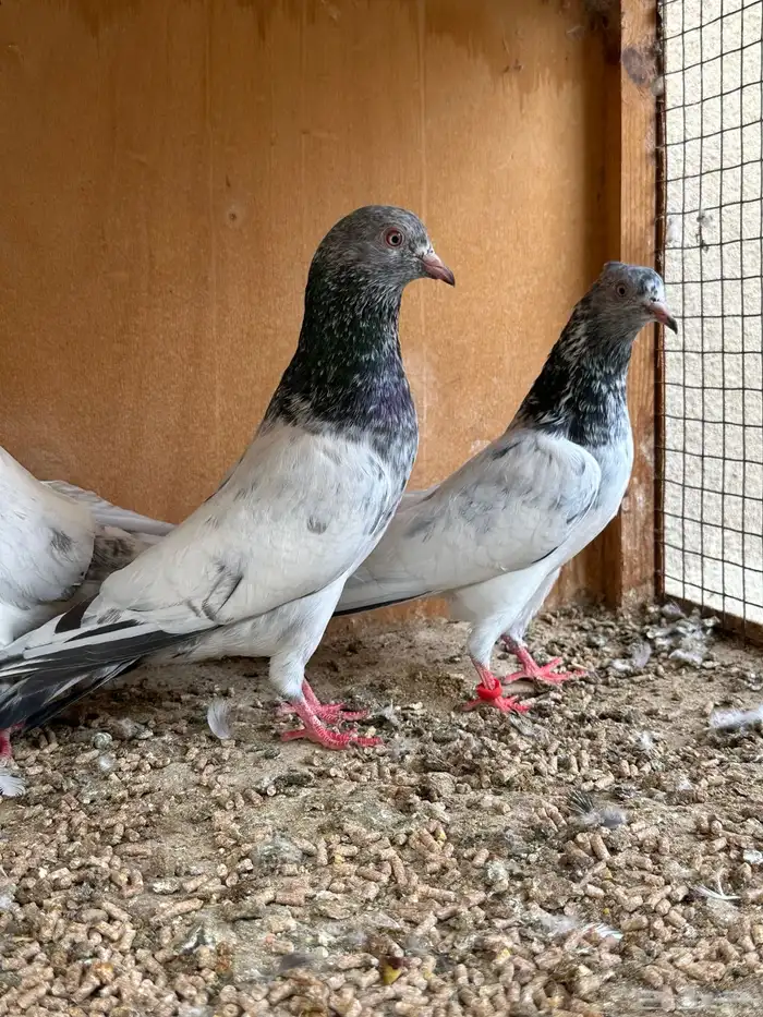 حمام باكستاني 18