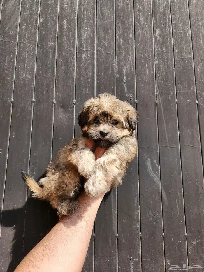 كلب مالتيبو للبيع تي كب 0