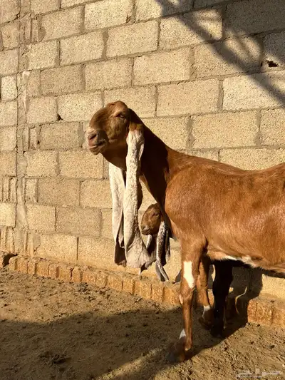 عنز هولندية متبع بجفره ودافع index