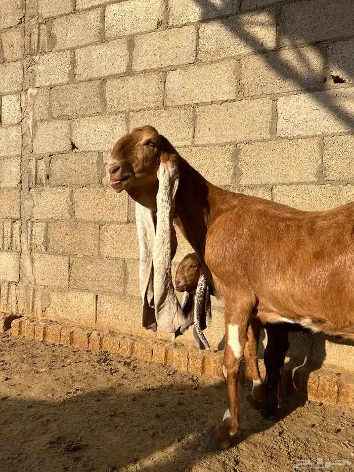 عنز هولندية متبع بجفره ودافع 3