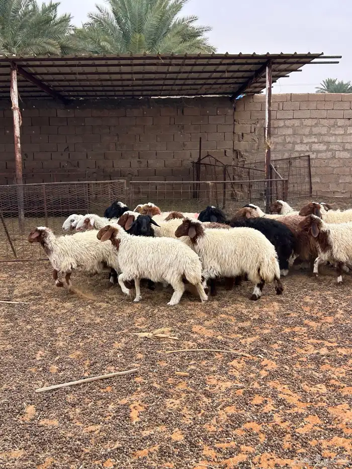 ذبايح خرفان ورخال 5