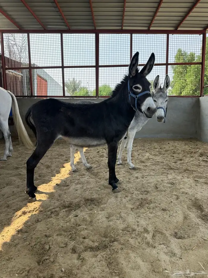 حمارتين للبيع 3