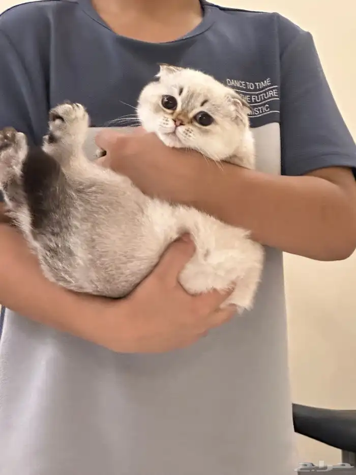 سكوتش فولد هملايا -ذكر 3