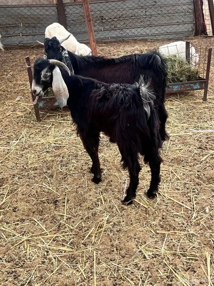 تيوس عوارض ذبايح 5