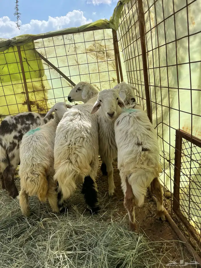 طليان ورحال للبيع 2