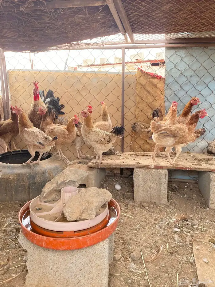 دجاج بلدي بياض الصحه شرط 2