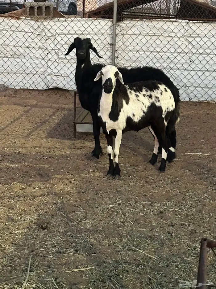 ثنتين حيل حمايس 0