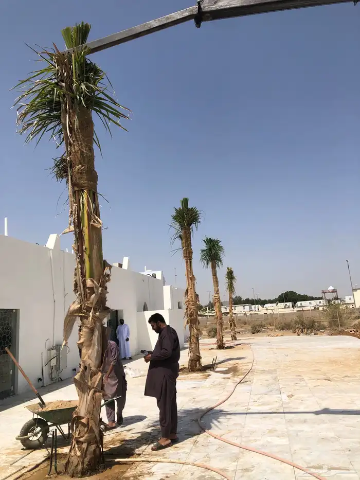 نخيل ملوكي نخيل جوز الهند نارجيل نخيل واشنطني 3